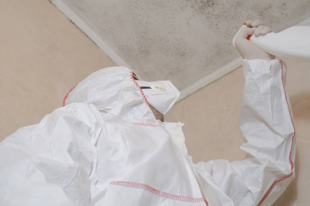 Best Basement Mold Remediation in Woodworth, OH
