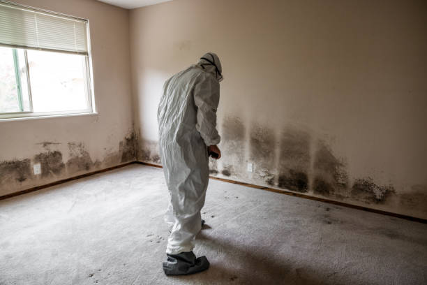 Best Health and Safety Mold Remediation in Woodworth, OH