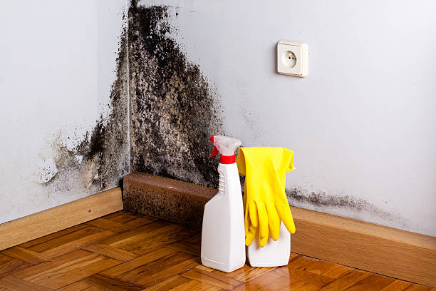 Best Residential Mold Remediation in Woodworth, OH